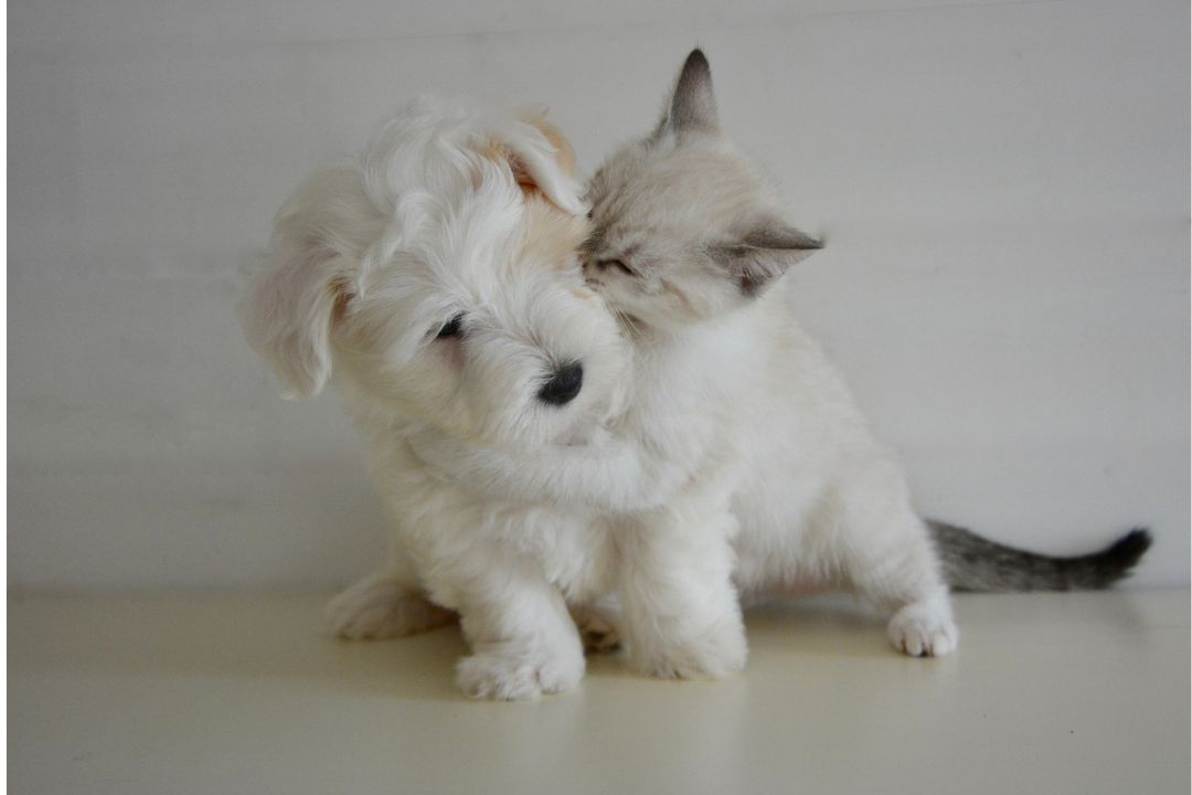 seguro para perros y gatos