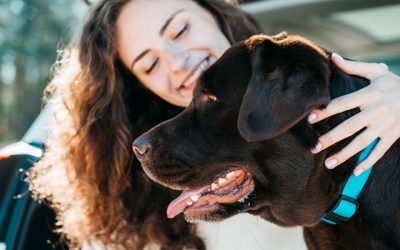 ¿Qué es la nueva Ley de Bienestar Animal 2025 y cómo afecta a los dueños de mascotas?