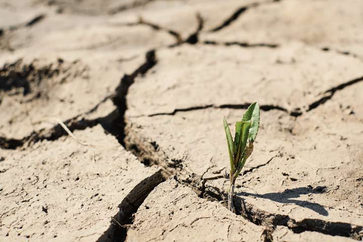 seguro agrario combinado
