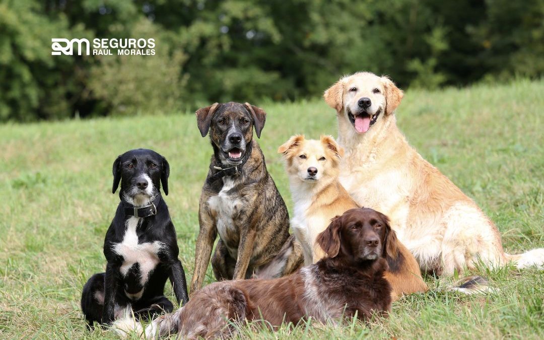 Seguro de responsabilidad civil para perros: qué cubre y cuándo es obligatorio