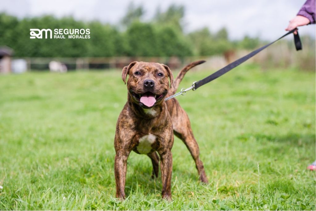 seguro para perros peligrosos